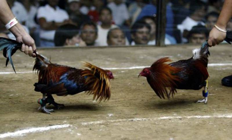 Đá gà cựa tròn là gì?