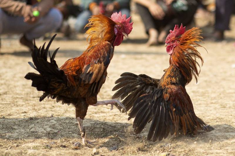 Một vài mẹo vàng từ dân chơi lâu năm