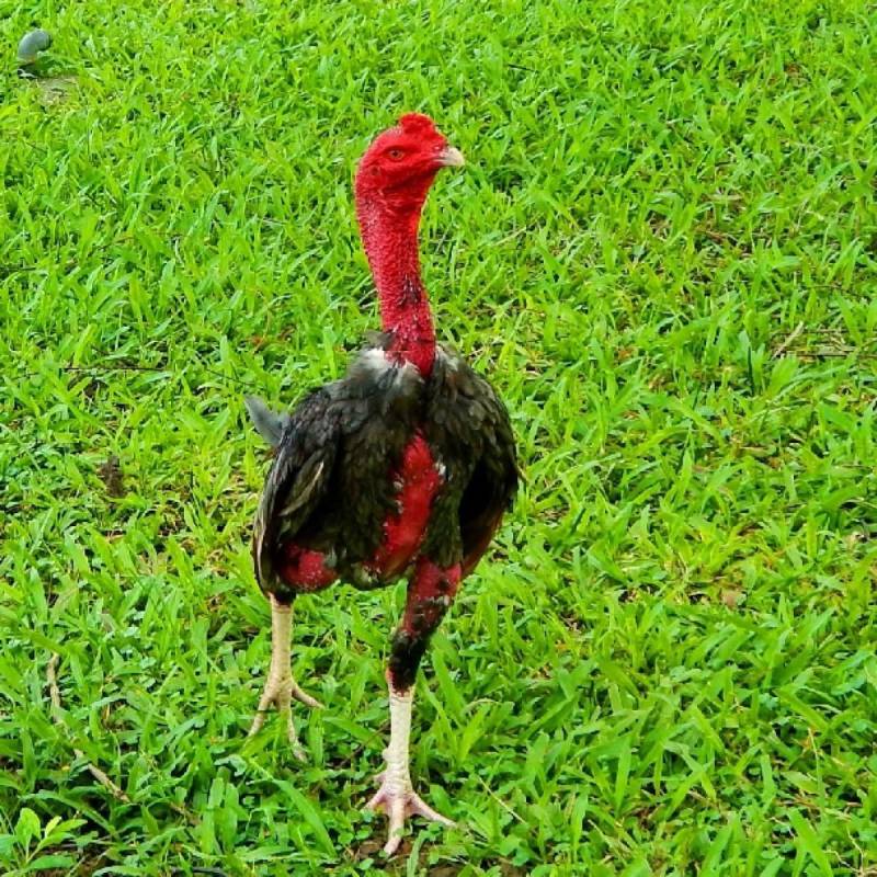 Phân loại gà nòi phổ biến hiện nay